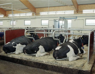 На Львівщині з’явилась ще одна молочна сімейна ферма у рамках українсько-канадського проекту